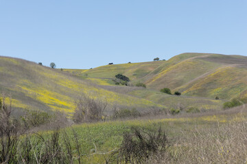 Fototapeta na wymiar Yellow flowers blooming in the springtime. Chino Hills State Park, Southern California.