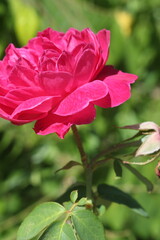 pink rose in garden