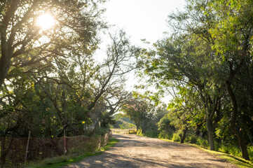 Fototapeta premium Sunny day in the Costanera Sur Ecological Reserve in Buenos Aires, capital of the Argentine Republic in 2023.