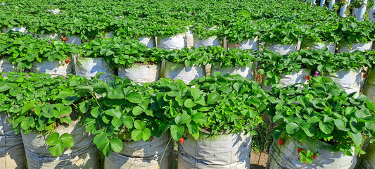 Green strawberry field. Strawberries plantation on a sunny day