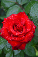 雨に濡れたバラ　薔薇　赤