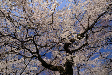 見上げる満開の桜
