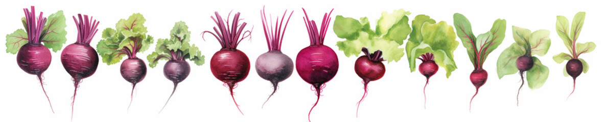 A Minimal Watercolor Banner of a Row of Beetroots on a White Background