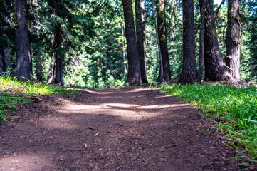 Fototapeta premium selective focus on a dirt path leading through tall coniferous forest trees. 