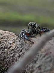 crab on the beach