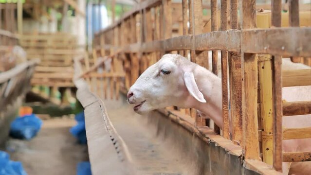 A sheep is munching on food in the wooden enclosure of a traditional Indonesian rural farm. Shot in closeup with a telephoto lens.