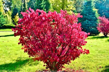 Fragment of the autumn park . Winged euonymus Compactus is a perennial shrub that impresses with its beauty.
