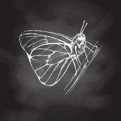 Hand drawn  butterfly sketch. Monochrome insect  doodle on chalkboard background. Black and white vintage element.  Vector sketch. Detailed retro style. © Mariia Mazaeva