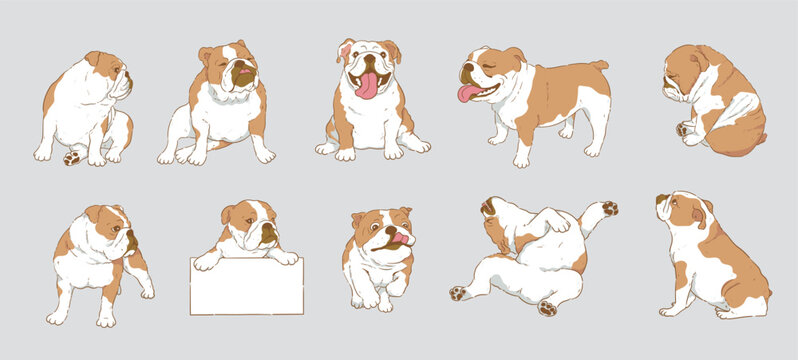 Cute Cartoon English Bulldog or British Bulldog set	