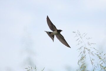 Barn Swallow, flapping above the grass field

