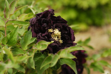 One black purple peony with yellow pistil and yellow stamen is blooming in April