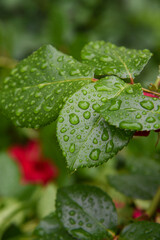 葉についた水滴　雨に濡れた葉