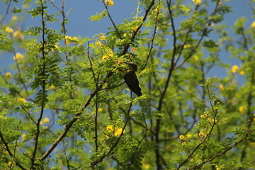 Yellow Sunbird and Blue Sky 