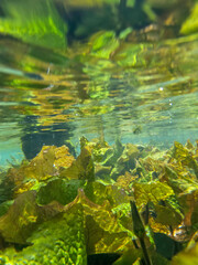 water plants taken from underwater
