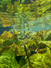 water plants taken from underwater