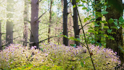 beautiful wild folwers blossom in the forest