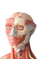 face human muscle anatomy model with transparent background