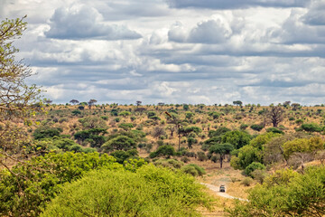 Tanzania, the national park – plant landscape.