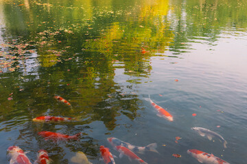 Fototapeta na wymiar koi fish in the lake