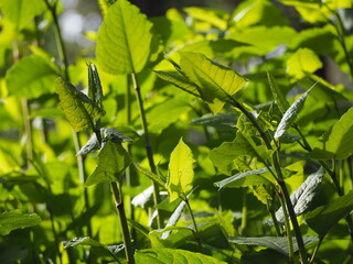 タデ科の植物　イタドリ