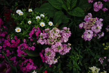 pink flowers in the garden