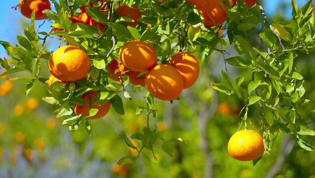 Orange in Soller, Mallorca, Spain