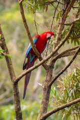 green and red macaw in a branch