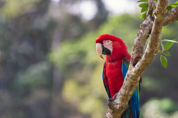 green and red macaw in a branch