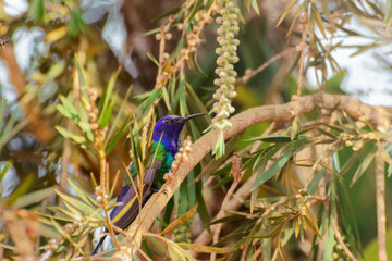 humming bird flying flower feather