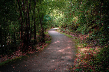 A concrete cement road surrounded by forests and lush greenery.