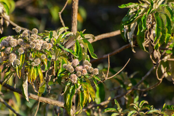 Naklejka premium humming bird flying flower feather