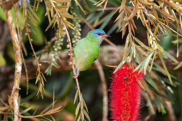 Bird branch colorful cute animal