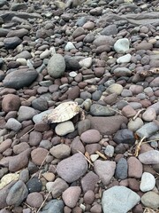 ウミガメの死骸　