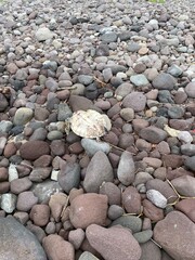 ウミガメの死骸　