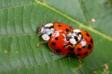 ladybug on a leaf