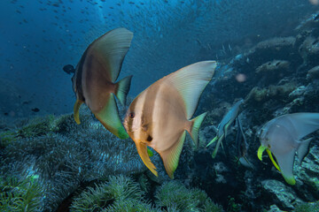 Couple Longfin Batfish swim underwater in deep blue sea with coral reef wall and fish landscape in blue water background seascape