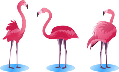 Obraz premium set of Pink flamingo bird in different poses vector illustration, flamingo bird collection