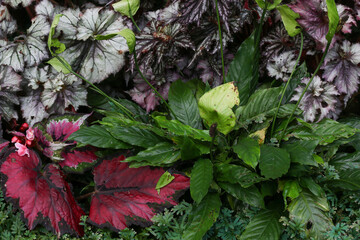 red and green leaves