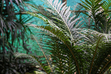 palm trees in the wind