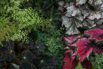 red and green leaves