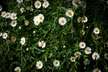 daisies in a meadow