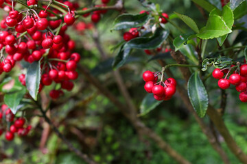 red berries on a branch