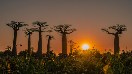 A unique alley of baobabs at sunset. Fancy crowns and thick tree trunks against the orange sky. Green vegetation in the rays of the setting sun in the foreground, Madagascar. Morondava.