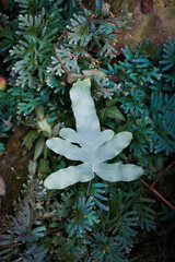 A plant of Blue Star fern (Phlebodium aureum), a fancy houseplant. Detail of a single leaf.