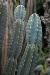 close up of cactus