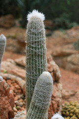 Espostoa cactus flora in the garden