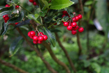red berries on a branch