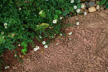 daisy frame nature background