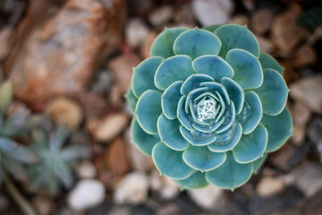 Big cactus flower, succulent, mathematical, harmony. Beauty natural symbol