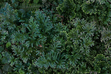 fern plants in the rain forest